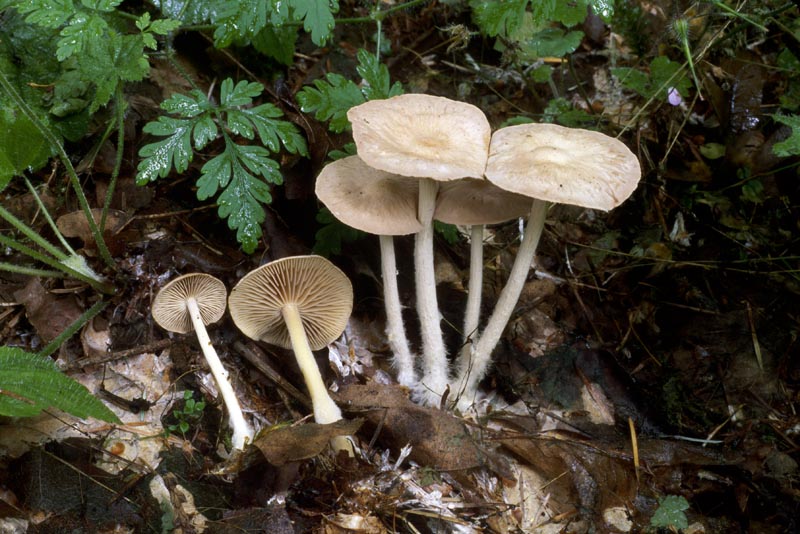 Gymnopus peronatus